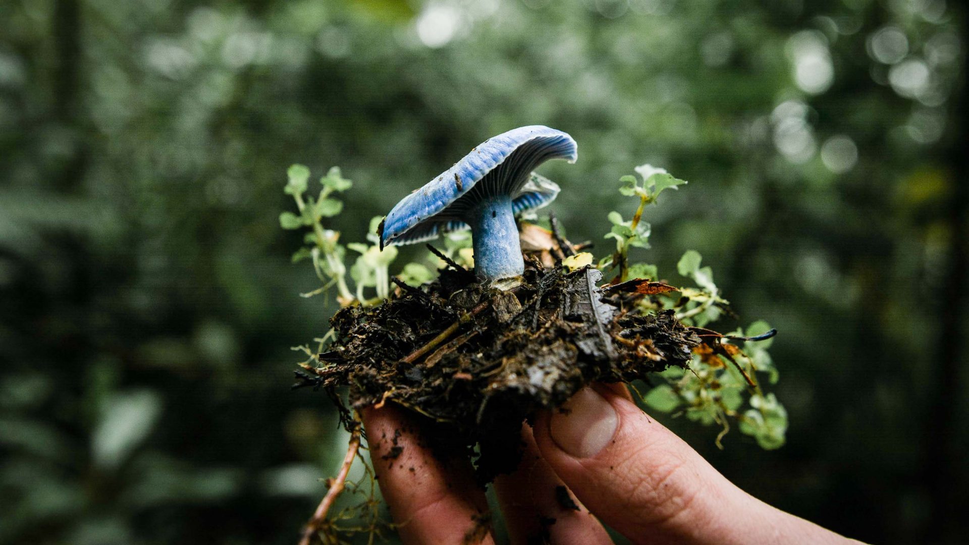 How mushrooms became Costa Rica’s newest attraction