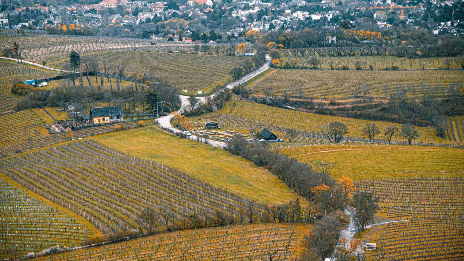 Farmland in the city of Vienna showing rows of cultivated land and a small house.